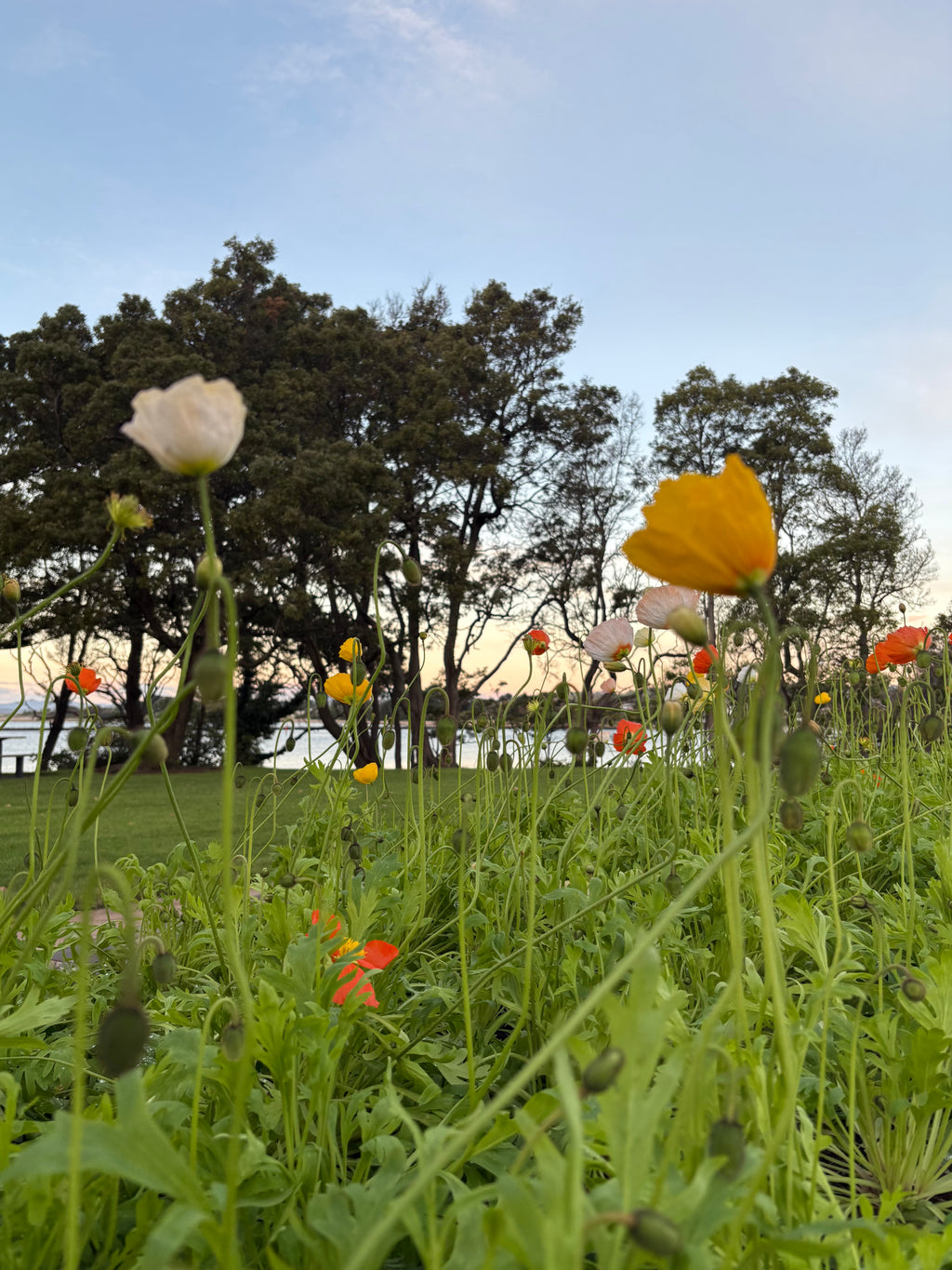 Memorial Blooms