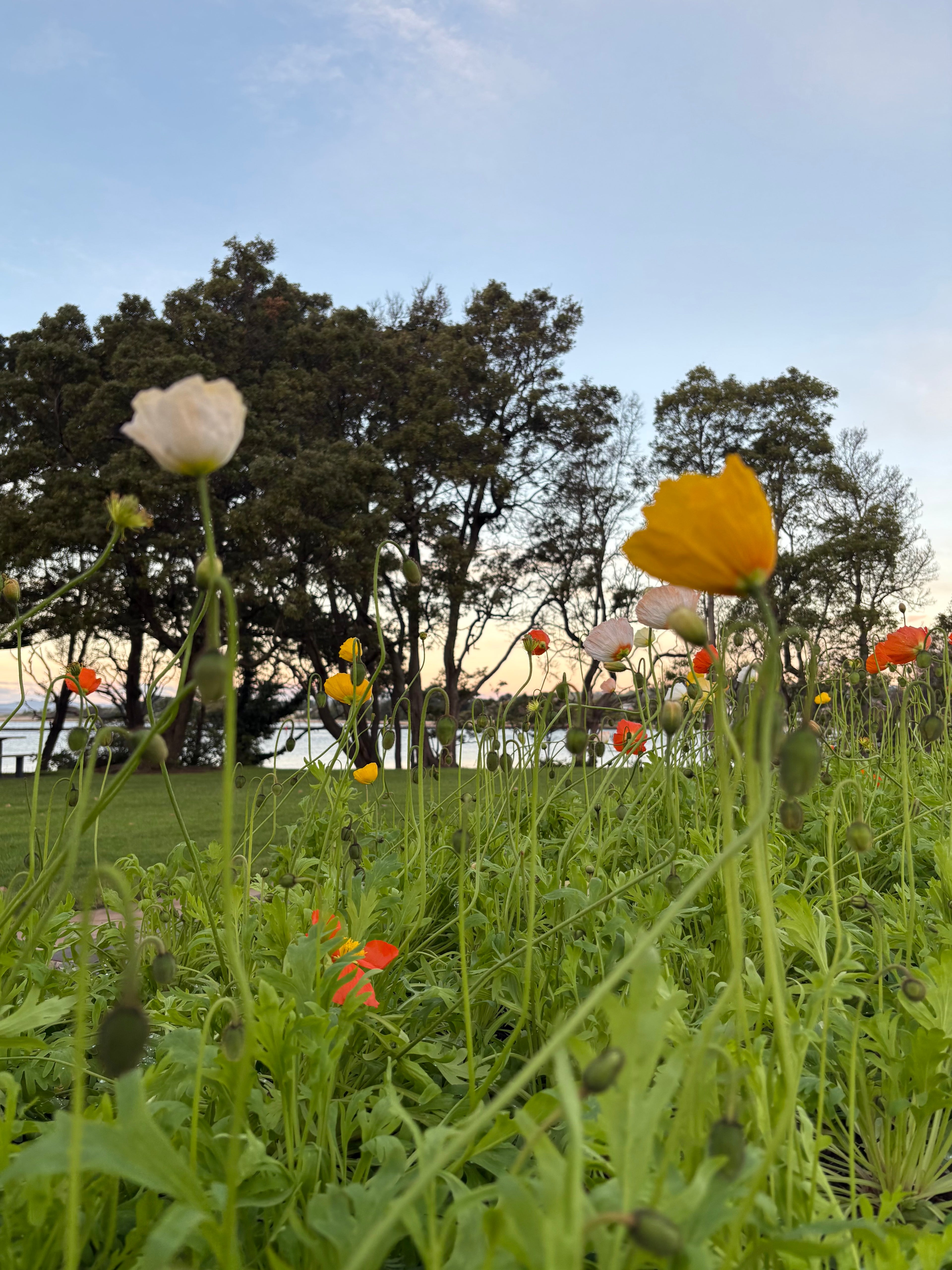 Memorial Blooms